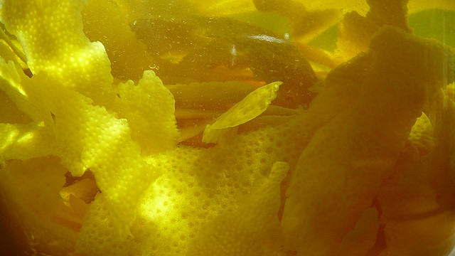 The beauty of the process: Mediterranean lemon rinds soaking in alcohol and sugar syrup to make limoncello