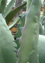 cactus italy