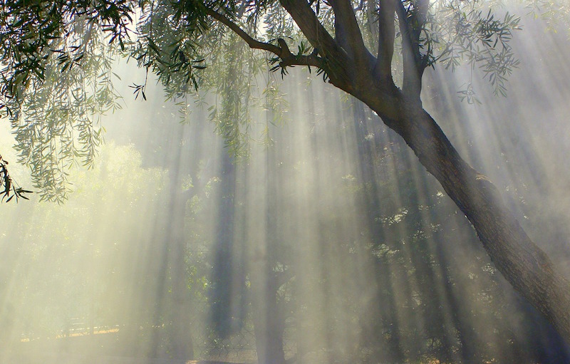 Olive tree in italian garden