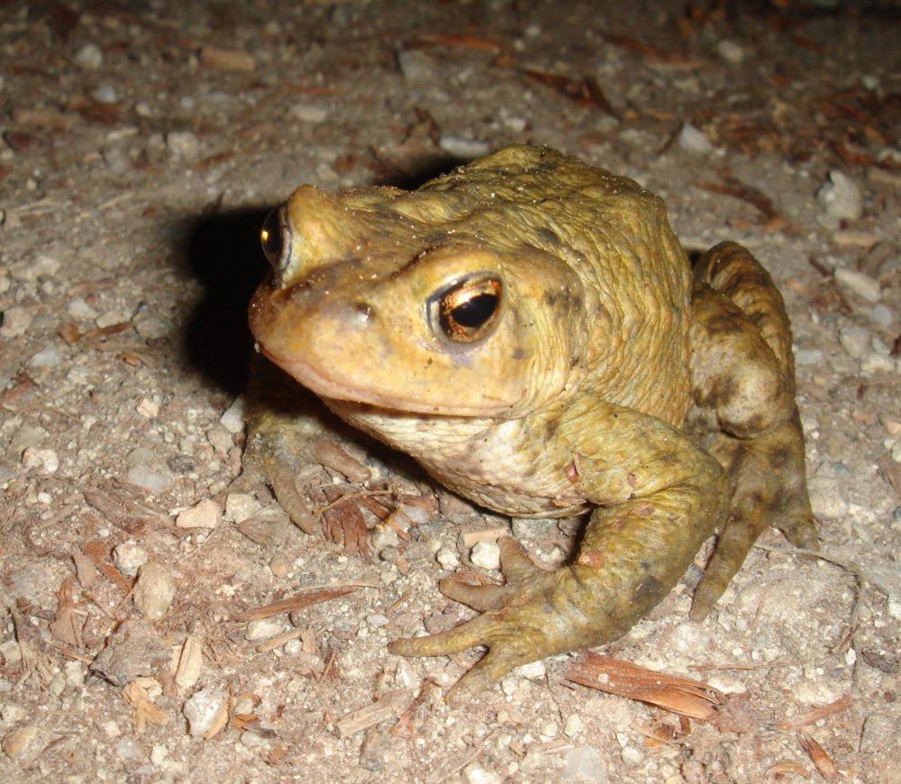Frog