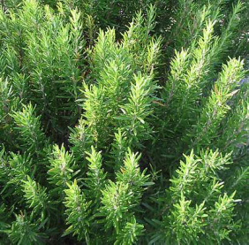 rosemary in italian gardens