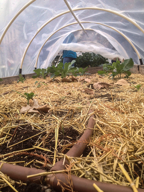 strawberries save water in the garden