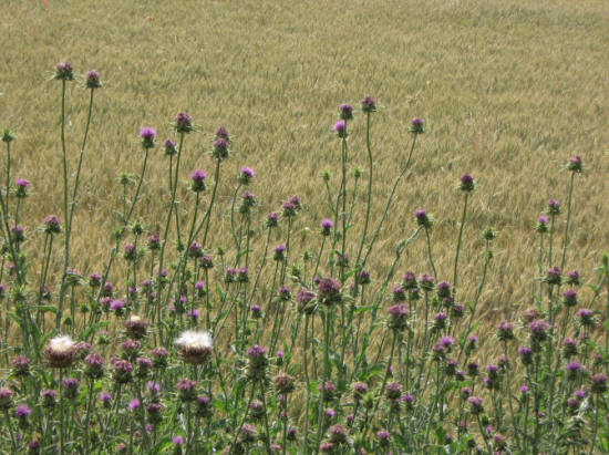 wild artichoke field