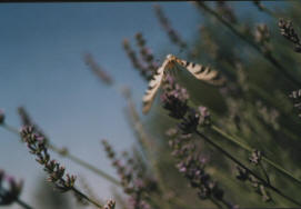 flower meadow butterfly