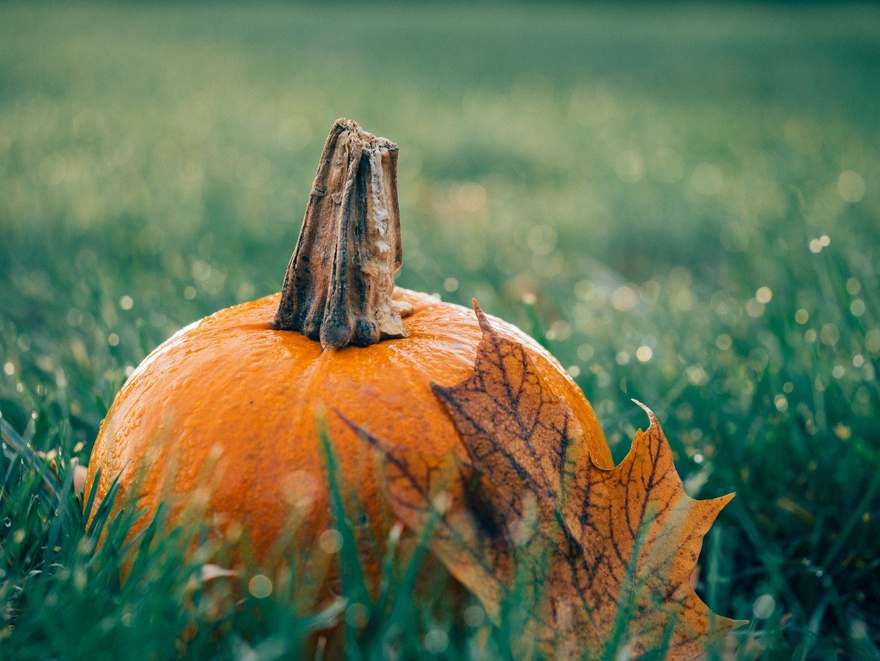 pumpkin risotto