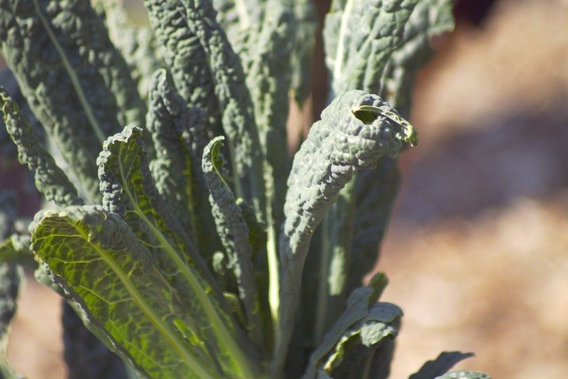 kale cavolo nero