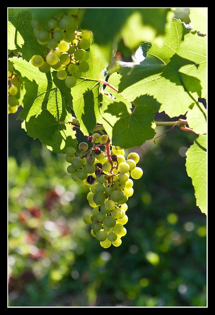 prosecco vine unesco