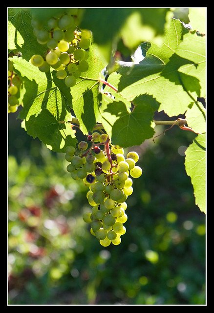 prosecco vine unesco