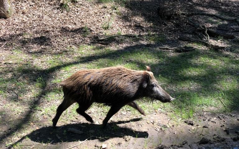 Wild Boar