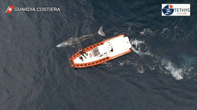 Balena Wally