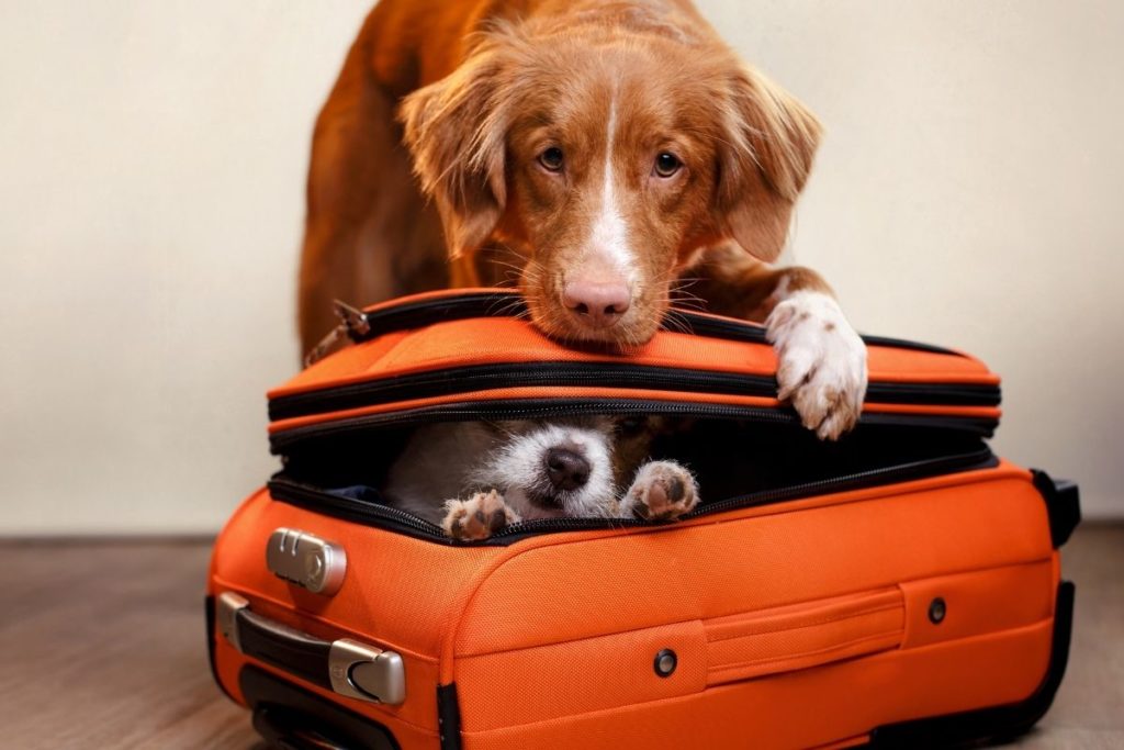 traveling with pet to italy