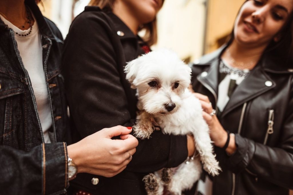 adopt a dog in italy